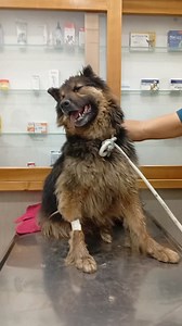 ⭕ Se busca a sus tutores ⭕ Hoy encontramos a este tatita deambulando de manera desorientada, con dolor y dificultad para caminar. Estaba bastante perdido en tiempo/espacio, con gran riesgo de ser atropellado ya que caminaba sin orientación, con dolor y plagado en pulgas. Había más personas que se acercaron a ayudarlo, decidimos llevarlo a la veterinaria y quedó hospitalizado, se descarto distemper, pero se "sospecha" de algún tipo de envenenamiento (había grasa en su cuerpo), además de dolor de 