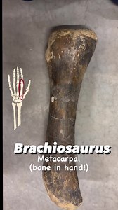 Arm yourself for #FossilFriday If you have ever wondered why #Brachiosaurus was named the “arm lizard,” wonder no more! I am studying one of the longest hand bones in a land animal. This isn’t a radius bone, nope tis a metacarpal! This is one of five bones in your hand, positioned beneath your wrist and running parallel with your thumb when you make a karate chop shape, ending at the base of your fingers. The five bones are known as the “back of your hand,” which we supposedly know well! 🤣 That