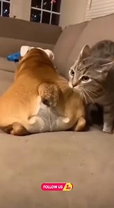 603K views · 15K reactions | When your nap gets violently interrupted  The cat did NOT sign up for this! #CatVsDog #PetDrama #FartAttack #AngryCat #DogProblems #CatLife #PetHumor #FunnyPets #AmericanPets #ViralPetVideo #ComedyPets #CatRevenge #DogFart #RelatablePets | Mommy Kilong | Facebook
