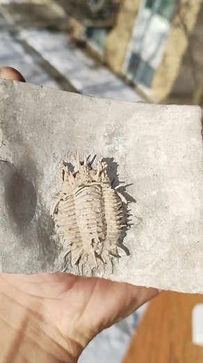 Arguably my best fossil find to date, an incredibly rare, undescribed lichid from the Devonian of Northern Canada (roughly 380 million years old). I spent roughly 40hrs extracting this from the surrounding rock using air scribes and air abrasion. . . . #trilobite #fossils #bugs #fossilhunter #rockhound #fossil #paleontologist #paleontology #geologist #canada #quebec #deeptime #nature #biology #adventure #explore #discovery #marinebiology #hunting #discover #curiosity #science #mining #jurassicpa