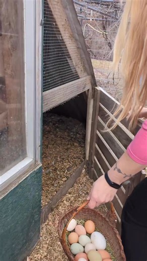 3.4K views · 167 reactions | #eggs #collecting | Elizabeth Kirk | Facebook