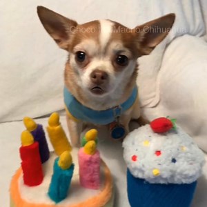 (@Gayle Mason) Happy birfday Miss Charlene Mason😂🐶❤️🐾 | Choco the Macho Chihuahua