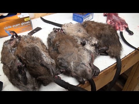 How to skin a Muskrat