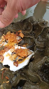 Primitive Oyster Hunting | Collecting & Eating Wild Oysters by Hand #OysterHarvesting, #WildOysters, #FreshSeafood, #OysterShucking, #SeafoodForaging, #PrimitiveFishing, #CatchAndEat, #NatureHarvest, #MudSpotFishing, #OysterCatching | Ahlik Fishing