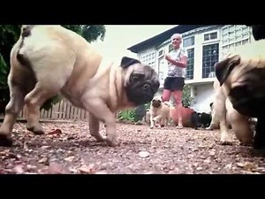Pugs running in slow motion compilation