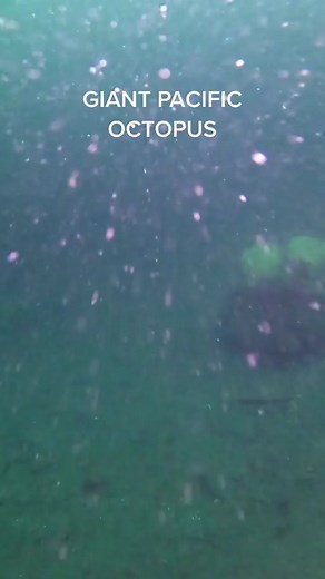 First GPO Sighting in Washington | Giant Pacific Octopus Facts