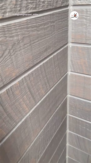 4.3K views · 228 reactions | Hello!!! | Shiba Inu Overload | Facebook