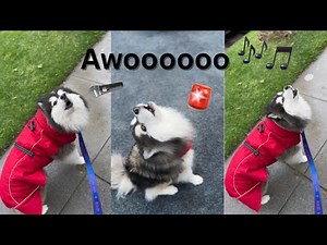 Pomsky Puppy Howling His Heart Out (compilation)