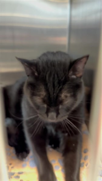 1K views · 99 reactions | Rrrrrrufus!!! Rufus was rockin’ his...