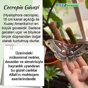 5K views · 183 reactions | Cecropia Güvesi (Hyalophora cecropia), 18...