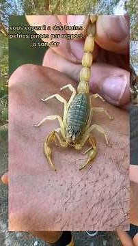 Le scorpion le plus venimeux de France ! 😰🦂