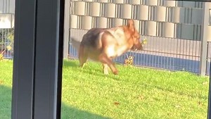 738K views · 13K reactions | German Shepherd doesn‘t want to share his bed | Funny compilation | Strider The German Shepherd | Facebook