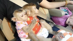 148K views · 2.2K reactions | [Hot Day] Donal & Moly Sitting & Sweet In Pool Bathing| Moly Learn To Swim Follow Donal, Part 27 | Monkey Dodo | Facebook