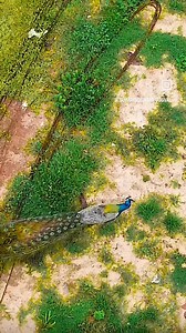 14K views · 119 reactions | Maharshi Maitreya Ayurveda Gurukul Ashram Tekkatte, Udupi - 576 231 Karnataka | JyotirVaidya Tanmay Goswami | Facebook