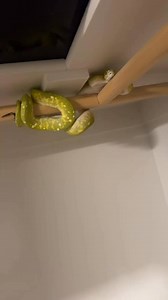 87K views · 3.6K reactions | Meet Mr. Grinch �Species: Biak Green...