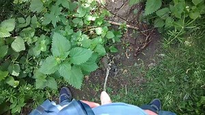 Pissing in Public. Had to take a piss while out walking the dog.