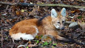 close up of maned wolf (chrysocyon brachyurus) in natural habitat Stock Video