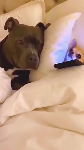 Chihuahua Crying Drama: Hilarious Pet Moments