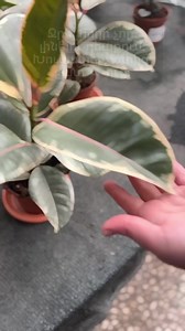 Ficus Elastica Robusta - հեշտ պահպանվող և ամենատարածված սենյակային բույսերից: 🌱 Սպասում ենք բոլորիդ ABIO Garden Mall-ում: 🌍 abio.am 📞 374 (99) 52-02-23 (tel., WhatsApp, Viber) 📍 Երևան - Սևան Մ4 մայրուղի, 2-րդ կմ #բույսեր #ֆիկուս #abiogardencenter | ABIO Garden Mall