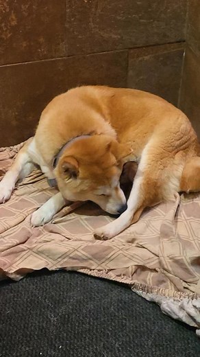 Une première pour nous 😅 Mise bas en cours de Shiba Inu 🥰🥰🥰 A suivre 😛😛 | La Colline Normande "élevage et club de vacances canin"