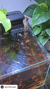 Geordie Scaper beautiful black water scape | Seachem Laboratories, Inc