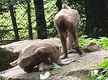 Monkey eats her infant's corpse in rare instance of cannibalism