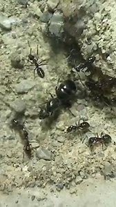 How To Identify Queen Ant #AntsCanada #ACfamily #antloveforever #queenant #ants | AntsCanada