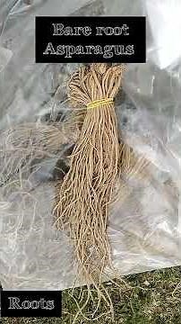 planting bare root asparagus around apple trees in Michigan zone 5b