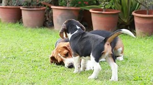 大人とビーグルの子犬は、一つの果物のために戦っている