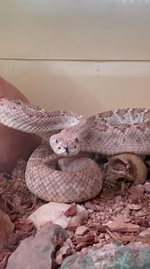 Spot just wanted to show off his fresh scales after a successful shed! But here are 7 rattlesnake facts for every second wasted. 1. Western diamondbacks are the biggest venomous snake in Arizona. 2. Death from rattlesnake bites are extremely rare especially if you go to the hospital. 3. Baby rattlesnakes are not more venomous than adult rattlesnakes. 4. They can bite without ever rattling. 5. The number of segments on a snakes rattle does NOT tell you the snakes age. 6. You cannot suck out the v