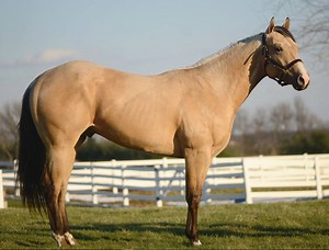 Little Buck Jack 2 Year Old 2015 Buckskin Gelding Cow / Versatility / Performance Prospect Two Eyed Little Buck x Jacks Chestnut Kid Extremely well made colt, Buck is very stout and big boned. Buck is saddle broke and ready to ride, and is athletic enough for cutting and cow work; yet pretty enough for ranch pleasure. Buck has a lot of arena presence and is sure to stand out in any class from halter to ranch versatility. Stands 15.1h | Lazy L Ranch