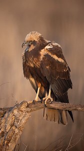 Female Marsh harrier in control … 💥 | Ali Abdulraheem photography