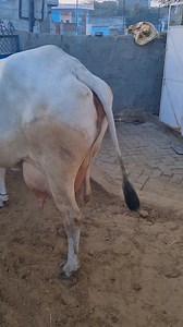 19K views · 2.1K reactions | भोलू bhai, मुंढाल से रखते है, Elite Haryana Breed 9991867918 | Jitu Revolutionary Farmer | Facebook