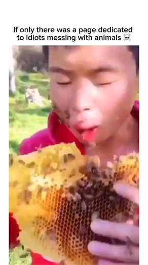 People Poking the Bear on Instagram: "A wasp is any insect of the narrow-waisted suborder Apocrita of the order Hymenoptera which is neither a bee nor an ant; this excludes the broad-waisted sawflies (Symphyta), which look somewhat like wasps, but are in a separate suborder. The wasps do not constitute a clade, a complete natural group with a single ancestor, as bees and ants are deeply nested within the wasps, having evolved from wasp ancestors. Wasps that are members of the clade Aculeata can 