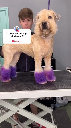Cute dog #doggrooming #CleanTok #cleaningtiktok #cleaning #dogs #doghair #dogsbylogan #reelsviral #reelsvideo #asmr #reels2024 | Magee Tiff
