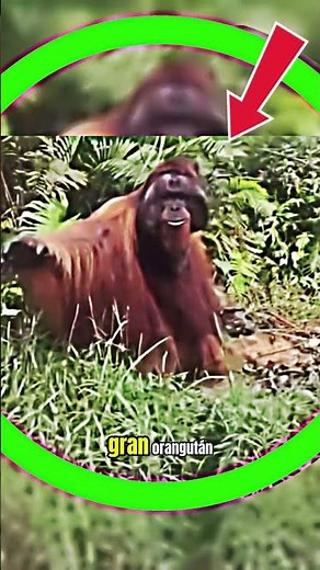 A GIANT ORANGUTAN begging for food from tourists! 😱 #animals #wildanimals #wildlife
