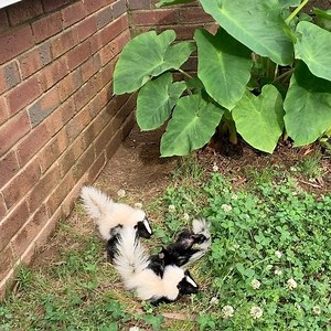 2.7K views · 252 reactions | How do you pick up a skunk baby? Well we...