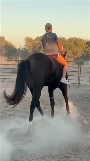 Maverick bareback video