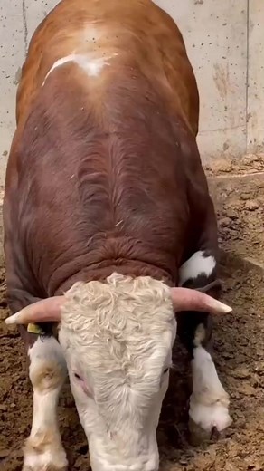 Simmental, Simmenthal o Fleckvieh #simmental | Infoagrìcola