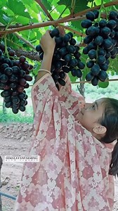 611 reactions · 24 shares | amazing grapes farming #reels . . . #freshfruit #grapefruit #dragonfruit #fruitarian #fruitlover #fruitbowl #jackfruit #superfruit #fruitsandveggies #instafruit #fruitjuice #fruitsbasket #summerfruit #himalayanfarming #redfruits #fruitandveg #kiwifruit #starfruit #anappleaday #delicious #strawberry #apricot #dates #guava #mango #pear #apple #cherry #lychee | Himalayan Farming | Facebook