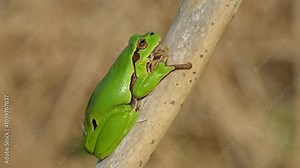 European tree frog (Hyla arborea) sunbathing in reeds