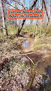 Extreme Beaver Dam Before And After Removal! #beaverdamremoval #beaverdam #extremebeaverdam #beaverdamcreek #damremoval #beavers #dam #drain #draining #water #nature #unclogging #creek #terrellspivey #fypシ゚ #foryoupageシ #fypシ゚ #viralvideo #viralpost #viralFBvideo #FBVIDEO #fbpost #fb | Terrell Spivey