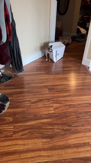 Poor guy🤣 #sphynx
