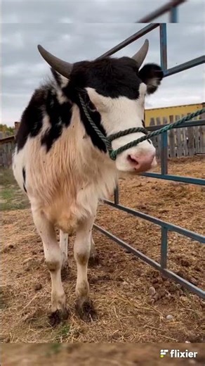 EL BEEFALO 🦬 #vacas #bufalo #raza