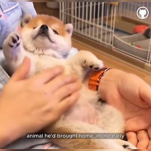 3K views · 156 reactions | The man found the lost dog frantically running down the street, but then... #dog #animals #animalrescue #rescue | Animal Rescuers United | Facebook