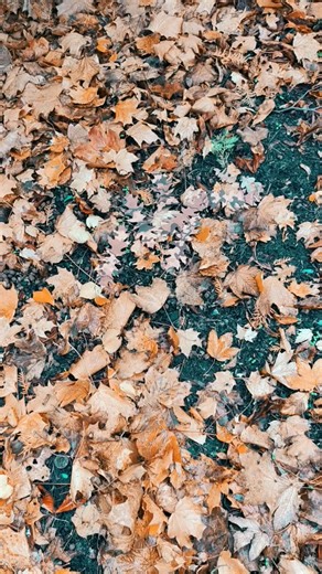 Our camo leaves in SS autumn. #camoleaves #sniperhood #autumncamouflage #autumnleaves🍁🍂 | VSO