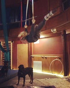 Bullet: Why hooman doin a thing? Tank: Waat? Dislocates for days. • • • • • #aerialist #aerialnation #humanflag #polefitness #backlever #poledance #aerialsilks #frontlever #polesport #aerialarts #pole #aerialistsofig #poledancenation #polefit #planche #poledancer #circuseverydamnday #aerialhoop #poledancing #circusinspiration #silks #aerialdance #cirque #muscleup #usaerial #lyra #poleart #poledancersofig #aerialstraps #circusarts | Riot Circus Arts
