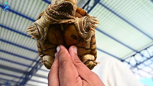 Zootopia at Queen Of Peace Language School. 🔥 #queenofpeace 💫 | Queen Of Peace Language Schools