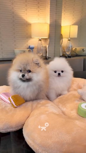 3.6K views · 44 reactions | We belong two-gether! Our pomeranians with a luscious coat enchant multiple hearts with their royalty charm. #pomeranian #petlover #dog #puppylove | Pretty Bubble Dog | Facebook