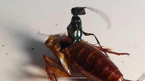 The disturbing parasite that behaves like something out of a sci-fi movie